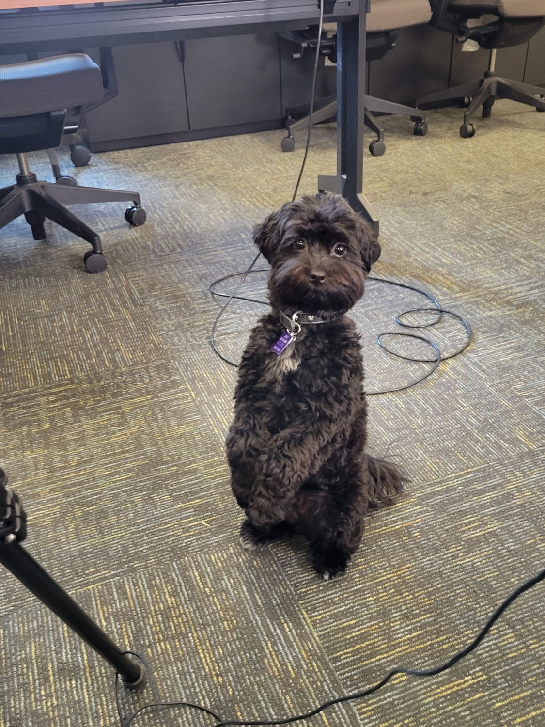 Toto, the Boss Dog of Skybox